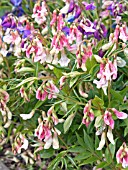 LATHYRUS VERNUS,  SPRING BITTER VETCH