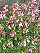 LATHYRUS VERNUS ROSEUS,  SPRING BITTER VETCH