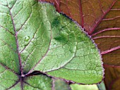 LIGULARIA DENTATA DESDEMONA,  LEAVES