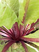 RADICCHIO  ROSSA DI VERRONA,  CHICORY,  SALAD VEGETABLE