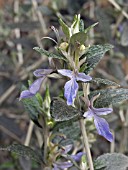 TEUCRIUM FRUTICANS