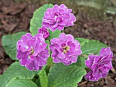 PRIMULA DOUBLE PINK PRIMROSE