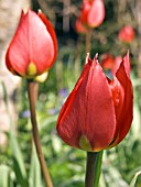 TULIPA EICHLERI,  TULIP