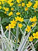 CALTHA PALUSTRIS & GLYCERIA MAXIMA VAREIGATA,  MARSH MARIGOLD (KINGCUP) & AQUATIC GRASS