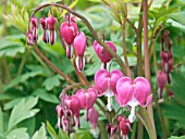 DICENTRA SPECTABILIS,  LADY IN THE BATH