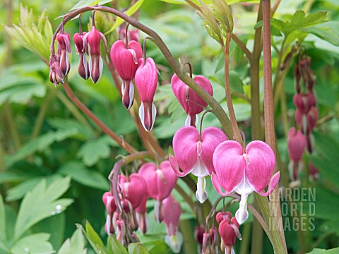 DICENTRA_SPECTABILIS__LADY_IN_THE_BATH