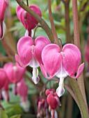 DICENTRA SPECTABILIS,  LADY IN THE BATH