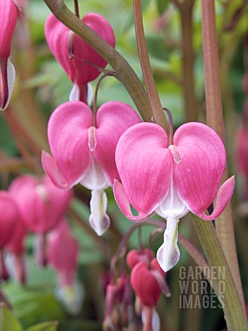 DICENTRA_SPECTABILIS__LADY_IN_THE_BATH