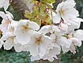 PRUNUS SERRULATA SHIROTAE,  DECIDUOUS FLOWERING CHERRY