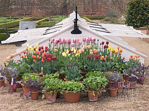 TULIPS__EARLY_VEGETABLE_DISPLAY_BY_COLD_FRAME_AT_WEST_DEAN_GARDENS