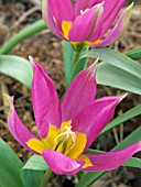 TULIPA  EASTERN STAR,  HARDY BULB