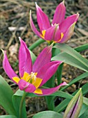 TULIPA EASTERN STAR