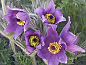 PULSATILLA,  PASQUE FLOWER