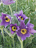 PULSATILLA,  PASQUE FLOWER