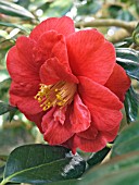 CAMELLIA  JAPONICA ADOLPHE AUDUSSON