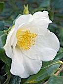 CAMELLIA FRANCIS HANGER,  EVERGREEN SHRUB