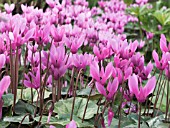 CYCLAMEN REPANDUM,  HARDY BULB