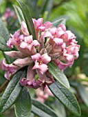 DAPHNE X TANGUTICA,  EVERGREEN SHRUB