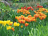 DARWIN TULIPS,  HIGHDOWN GARDENS