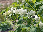 DICENTRA SPECTABILIS ALBA