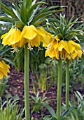 FRITILLARIA IMPERIALIS FLAVA,  HARDY BULB