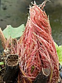 GUNNERA MANICATA (NEW SHOOTS)