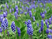 MUSCARI AZUREUM,  GRAPE HYACINTH