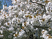 PRUNUS TAI HAKU,  GIANT WHITE CHERRY