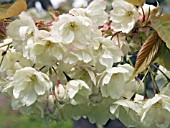 PRUNUS UKON,  ORNAMENTAL CHERRY