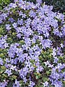 RHODODENDRON BLUE DIAMOND,  DWARF EVERGREEN SHRUB