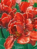 TULIPA ROCCO,  RED PARROT TULIP