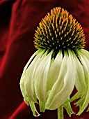 ECHINACEA PURPUREA WHITE SWAN (CONEFLOWER)