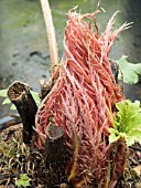 GUNNERA MANICATA (NEW SHOOTS)