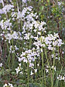 CARDAMINE PRATENSIS, (CUCKOO FLOWER)