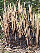 CORTADERIA SELLOANA,  PAMPAS GRASS AFTER BURNING