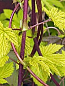 HUMULUS LUPULUS AUREA,  GOLDEN HOP