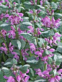 LAMIUM MACULATUM CHEQUERS