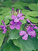 LUNARIA ANNUA,  HONESTY