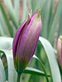 TULIPA HUMULIS EASTERN STAR