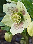 HELLEBORUS ORIENTALIS