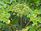 ANGELICA SYLVESTRIS,  GARDEN VEGETABLE ANGELICA