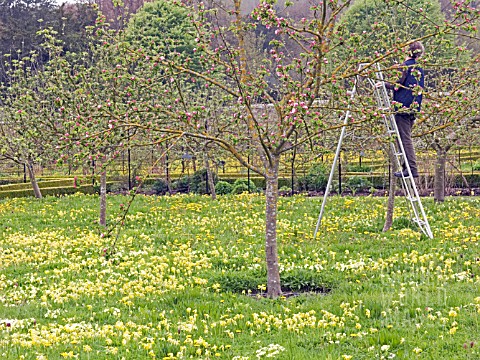 APPLE_ORCHARD__SPRING_PRUNING