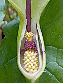 ARUM MACULATUM,  LORDS & LADIES