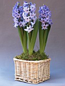 HYACINTHUS ORIENTALIS BLUE JACKET (HYACINTH)