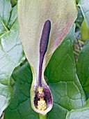 ARUM MACULATUM,  LORDS & LADIES