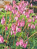 DICENTRA FORMOSA,  HARDY PERENNIAL