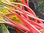 FORCED EARLY RHUBARB