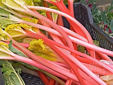 FORCED_EARLY_RHUBARB