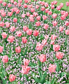 FORMAL SPRING BEDDING,  TULIPA