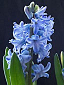 HYACINTHUS ORIENTALIS BLUE JACKET (HYACINTH)